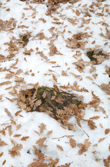 Fallen leaves of common oak Quercus robur on the snow. Ordesa and Monte Perdido National Park. Pyrenees. Huesca. Aragon. Spain.