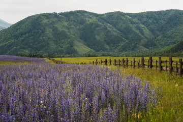 Obraz premium field of purple lavender blooming in the Altai mountains
