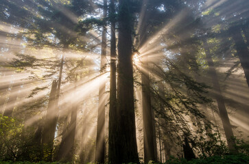 Coastal Redwood forest sunrise, Humboldt County, Northern California
