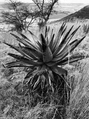 Aloe in the bush