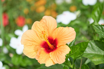 ハイビスカスの花