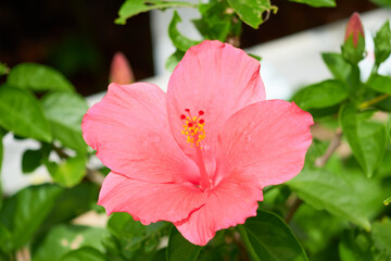 ハイビスカスの花