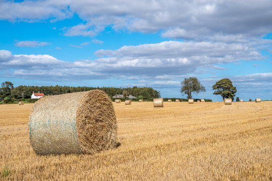 Hay bale with field in background