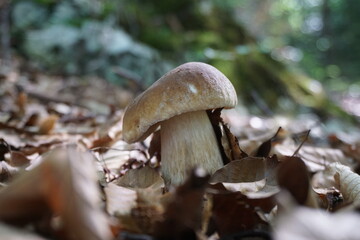 edible mushroom in the forest