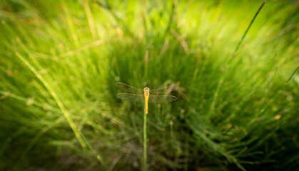 Dragonfly on top of the sprig with shallow depth of field