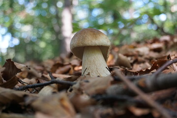 edible mushroom in the forest