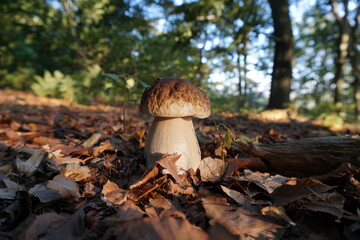 beautiful boletus in the forest