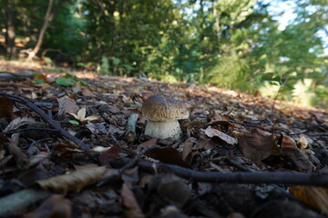 edible mushroom in the forest