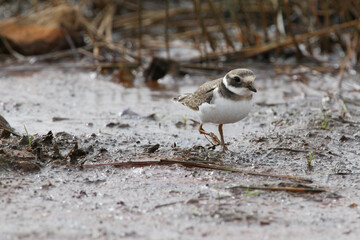 Little ringed plover walk on shoreline