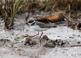 Little ringed plover at habitat