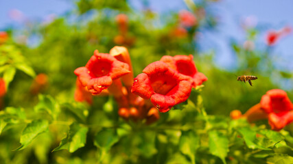 Flowering garden ivy. Trumpet Creeper, Trumpet vine. (Campsis Radicans)