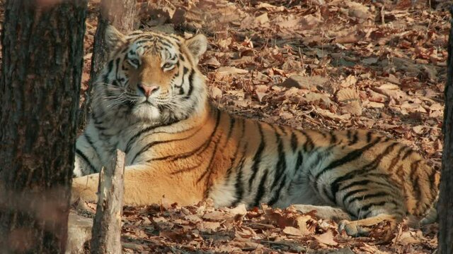 Siberian tiger laying down in forest