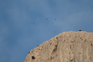Flock of Alpine choughs Pyrrhocorax graculus flying over a cliff. Alto Añisclo. Pyrenees. Huesca. Aragon. Spain.