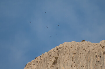 Flock of Alpine choughs Pyrrhocorax graculus flying over a cliff. Alto Añisclo. Pyrenees. Huesca. Aragon. Spain.