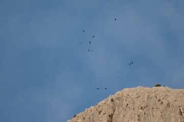 Fototapeta na wymiar Flock of Alpine choughs Pyrrhocorax graculus flying over a cliff. Alto Añisclo. Pyrenees. Huesca. Aragon. Spain.