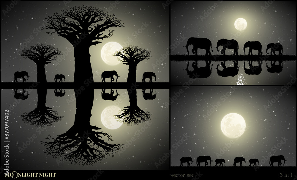 Canvas Prints elephant family walking between baobab trees on moonlight night. landscape with big animals on river