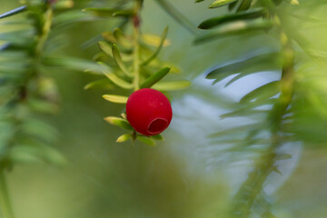 Red berries of Yew conifer (Taxus baccata) detail of branches background, sunlight. Taxus baccata...