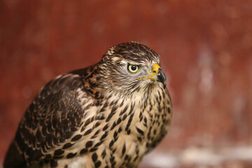 Close-up portrait of a beautiful and healthy falcon