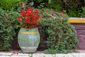 Arrangement in the garden of begonia flowers in a decorative pot. Red begonia in a pot in the garden. blooming pink begonia in flower pots.