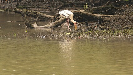 Yellow-Billed Stork under Shade