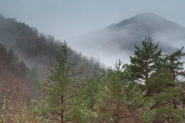 Mountains and forest in the Vio Valley. Pyrenees. Huesca. Aragon. Spain.