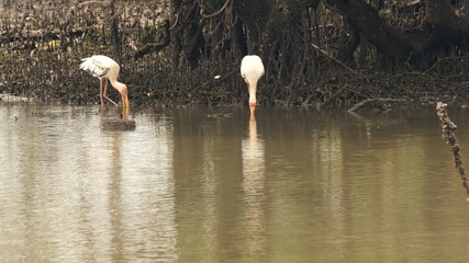 Yellow-Billed Storks during Meal