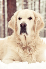 Close up winter portrait of beautiful golden retriever dog