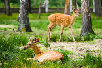 Naklejka na ściany i meble Dappled deer family lying on ground in forest