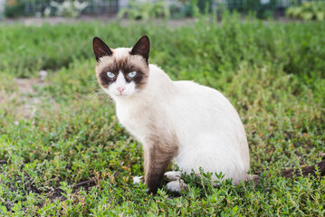cat on grass, Siamese cat