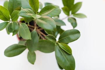 Fototapeta na wymiar ficus leaves, ficus on a white background, indoor plant