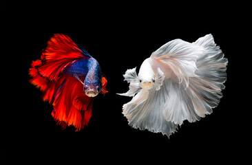 Colourful Betta fish,Siamese fighting fish in movement isolated on black background.