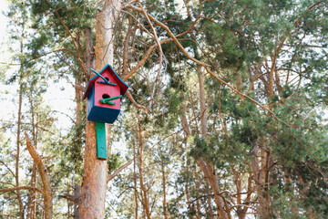 birdhouse on a tree trunk, Pine forest