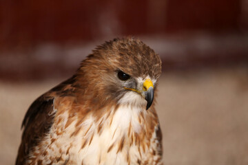 Naklejka na ściany i meble Close-up portrait of a beautiful and healthy falcon