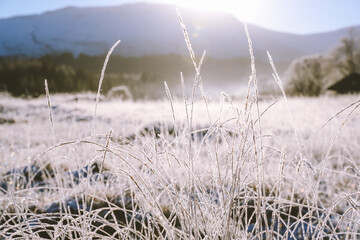 Frozen grass in winter morning,  Kinlocheil, Fort William, Scottish highlands