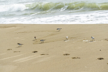 Italy Tuscany Maremma Grosseto, Principina beach a mare in the direction of the natural park of the maremma group of beach birds Charadrius alexandrinus, called fratino feeding on the shoreline.