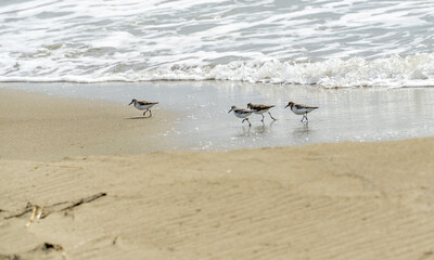 Italy Tuscany Maremma Grosseto, Principina beach a mare in the direction of the natural park of the maremma group of beach birds Charadrius alexandrinus, called fratino feeding on the shoreline.