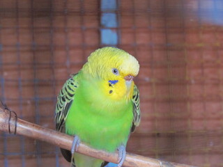Obraz premium blue and yellow parrot