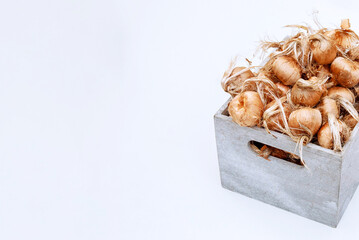 Saffron bulbs in a box on a white background. Crocus sativus bulbs are prepared for planting. Copy space.