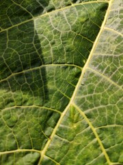 green leaf texture