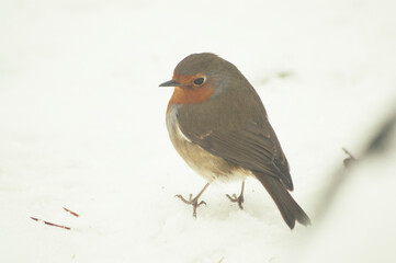 Close up shot of a robin on a snowy winters day.