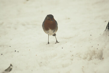 Close up shot of a robin on a snowy winters day.