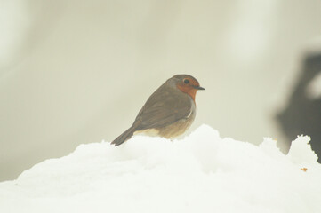Close up shot of a robin on a snowy winters day.