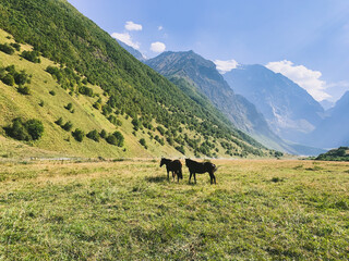 Horses in the valley of the mountains