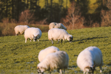 Sheep in the pasture, Spean Bridge, Scottish highlands
