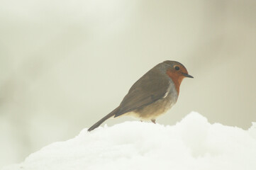 Close up shot of a robin on a snowy winters day.