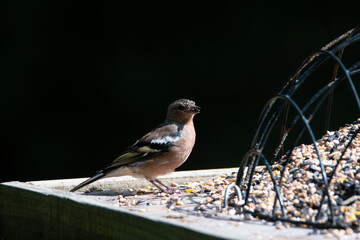 Common UK garden birds feeding.