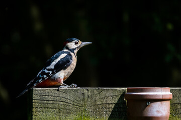 Common UK garden birds feeding.