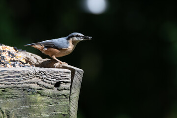 Common UK garden birds feeding.