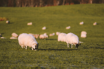 Sheep in the pasture, Spean Bridge, Scottish highlands