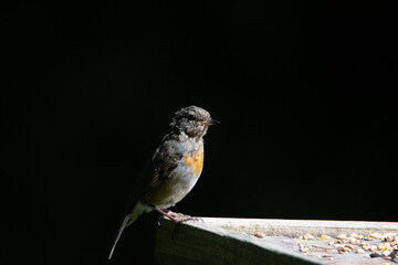 Common UK garden birds feeding.